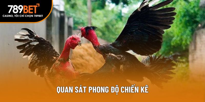 Quan sát phong độ chiến kê