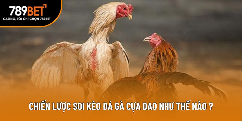 Chiến lược soi kèo đá gà cựa dao như thế nào?