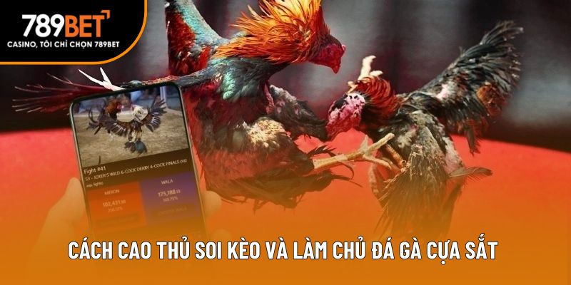 Cách cao thủ soi kèo và làm chủ đá gà cựa sắt