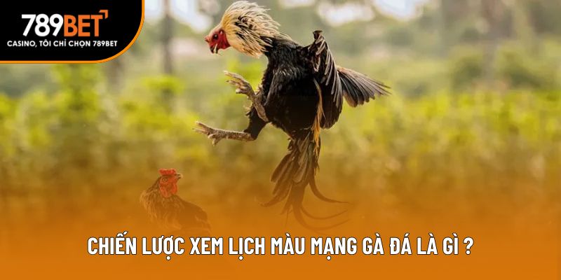 Chiến lược xem lịch màu mạng gà đá là gì?