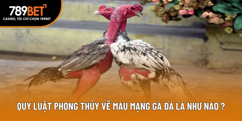 Quy luật phong thủy về màu mạng gà đá là như nào?
