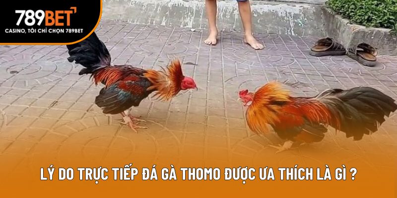 Lý do trực tiếp đá gà Thomo được ưa thích là gì?